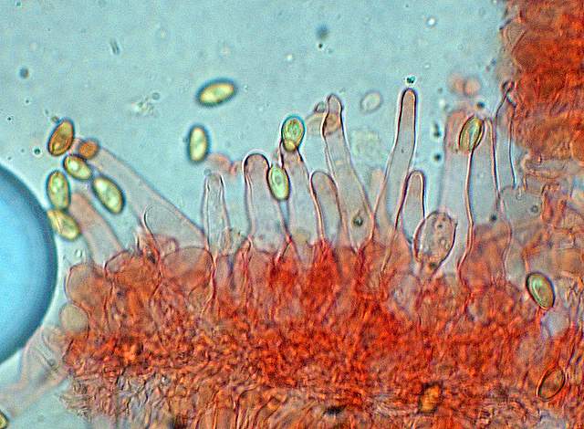 La Flora fungina negli aspetti microclimatici subtropicali